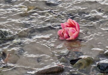 Eine rosa Blume, die im Wasser schwimmt.