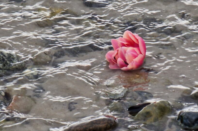 Eine rosa Blume, die im Wasser schwimmt.