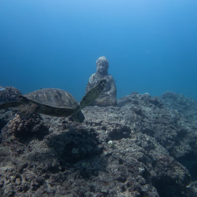 Eine Schildkröte schwimmt in der Nähe einer Buddha-Statue.