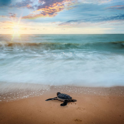 Eine Babyschildkröte läuft bei Sonnenuntergang im Sand.