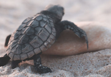 Eine Babyschildkröte läuft auf dem Sand.