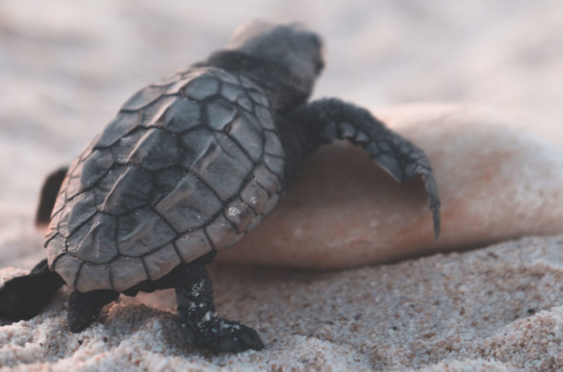 Eine Babyschildkröte läuft auf dem Sand.